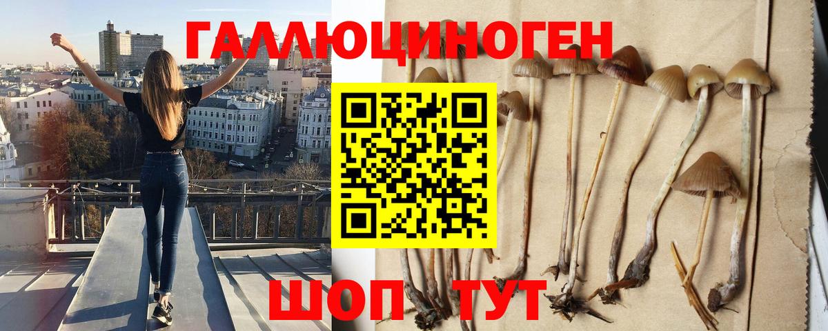 Псилоцибиновые грибы Psilocybe  Вход с VPN  закладки  Чернушка  Псилоцибиновые грибы Psilocybe 